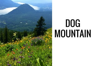 5 Best Wildflower Hikes in the Columbia River Gorge. Wildflowers start popping out on the border or Oregon & Washington in the Eastern Columbia River Gorge in the spring. Here is where to go to see some of the best displays.