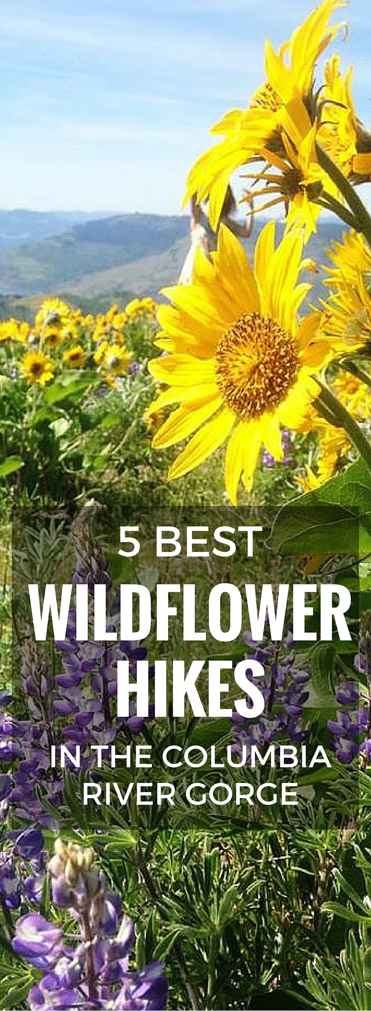 5 Best Wildflower Hikes in the Columbia River Gorge. Wildflowers start popping out in the Eastern Columbia River Gorge in the spring. Here is where to go to see some of the best displays.