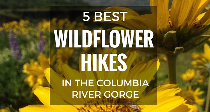 5 Best Wildflower Hikes in the Columbia River Gorge. Wildflowers start popping out on the border or Oregon & Washington in the Eastern Columbia River Gorge in the spring. Here is where to go to see some of the best displays.