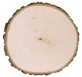 wood-slice
